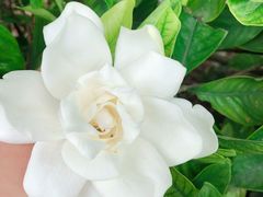 -麦当劳(塔园路店)