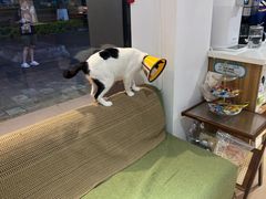 -御宝贝·A梦猫科宠物医院(国际猫友好医院)
