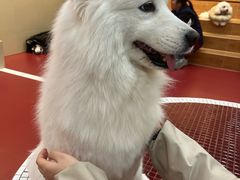 -和它·交个朋友·狗咖猫咖(爱琴海店)