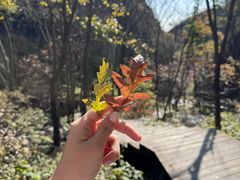 -大岭沟猕猴桃谷风景区