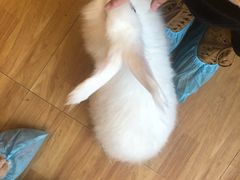 -猫猫幼稚园·撸猫·桌游·电玩