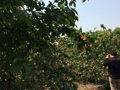 iphone_upload_pic-阿林有机农庄