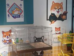 -柴犬高等学院·狗咖·柴犬售卖·宠物训练