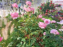 -深圳国际园林花卉博览园