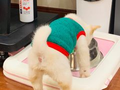 -逗柴咖啡屋·狗咖猫咖宠物桌游
