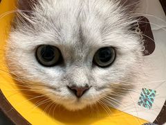 -御宝贝·A梦猫科宠物医院(国际猫友好医院)