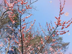 -大蜀山国家森林公园