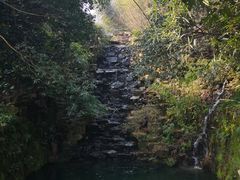 -十八棵（老龙井）御茶园(老龙井店)