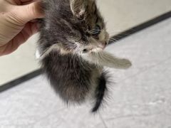 -萌兽医馆·宠物医院·猫骨科(创景店)