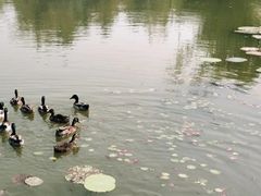 -白洋淀景区