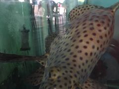 -旗鱼海番村(Orang Asli)