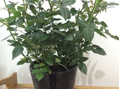 -双季花艺园艺市场(浦东店)