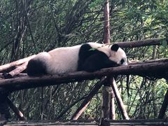 -成都大熊猫繁育研究基地