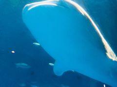 -鹿儿岛水族馆