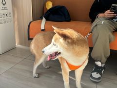 -申普宠物医院·眼科·心内科·影像科(普陀分院)