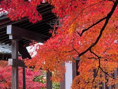 -常寂光寺