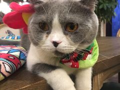 -共舞时光猫咖·狗咖(新街口店)