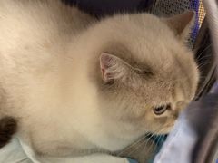 -瑞派康怡24h宠物医院·犬猫医疗中心·微创绝育(瑞景分院)