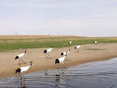 -黑龙江扎龙生态旅游区