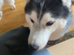 -Husky Go! 哈士奇体验馆·宠物咖啡厅狗咖