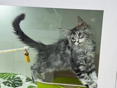 -青奢宠物·青奢猫舍