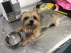 -北京赛佳动物医院