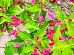 -永定河休闲森林公园