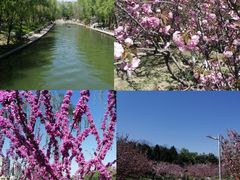 -朝阳公园