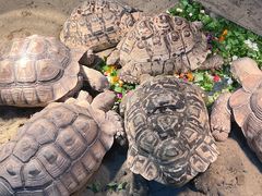 -上海大自然野生昆虫馆