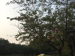-南沙蒲洲花园