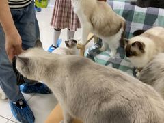 -鼓捣猫呢主题猫咖店