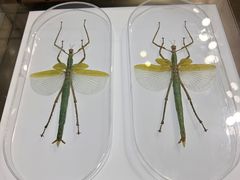 -上海昆虫博物馆