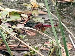 -MOJ coffee(瓯海泽雅水碓坑店)