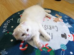 -猫和宫(六道口店)