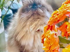 -momokira米努特·德文卷毛猫·棉花面纱犬