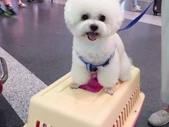 -美联众合动物医院·24h转诊中心