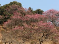 -新建村梅花