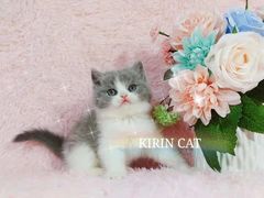 -十年猫舍·猫咪专门店(普陀店)