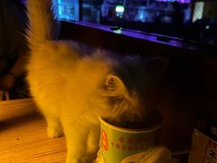 -清真老马家国华牛奶鸡蛋醪糟(正宁路店)