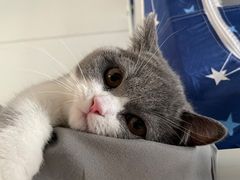 -lincat·猫舍(广州店)