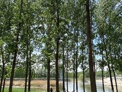 -天津武清北运河郊野公园房车露营地