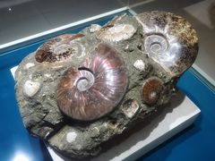 -青岛贝壳博物馆