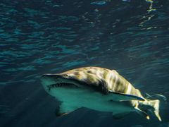 -瑞普利水族馆