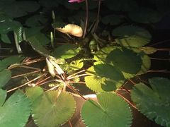 -曼谷铂尔曼皇权酒店