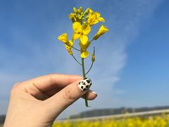 -光明小镇欢乐田园