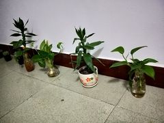 -正宗来凤鱼璧山兔(花卉园店)