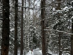 -峡谷浮石林景区