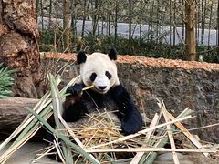 -都江堰中华大熊猫苑
