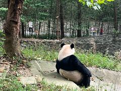 -都江堰中华大熊猫苑