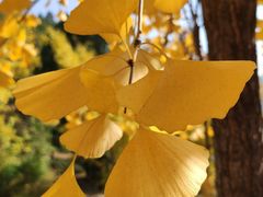 -遵化市禅林寺古银杏风景园
